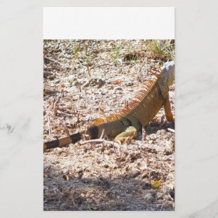 Orange Iguana hunts Stationery