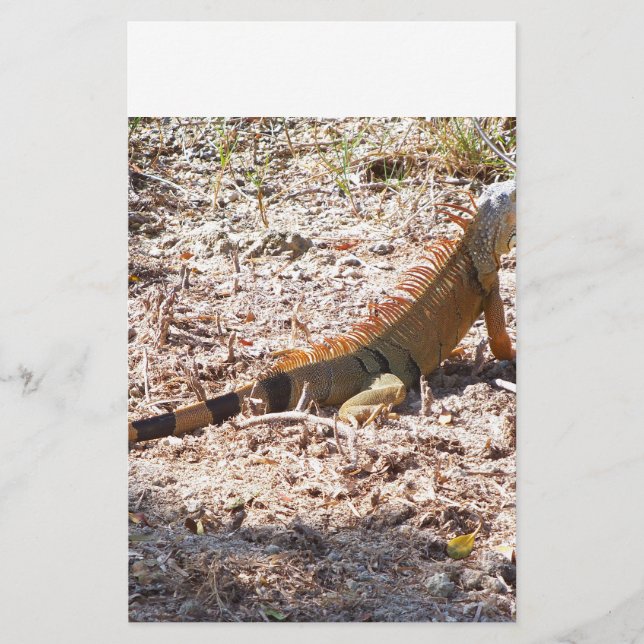 Orange Iguana hunts Stationery (Front)