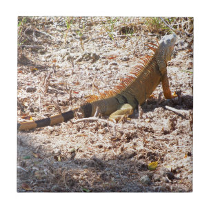 Orange Iguana hunts Tile