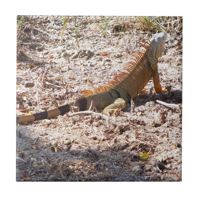 Orange Iguana hunts Tile (Front)