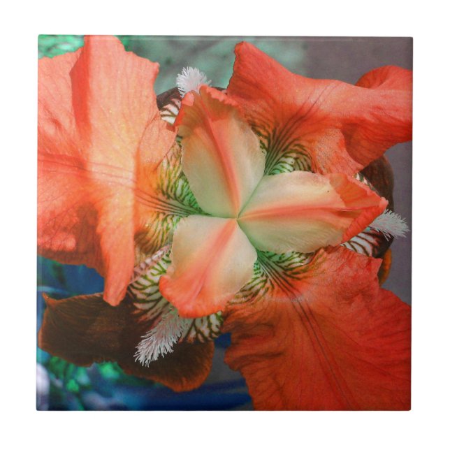 Orange Iris Flower Tile (Front)