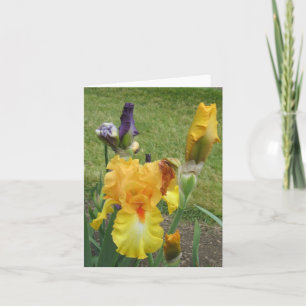 Orange Iris Small Note Card
