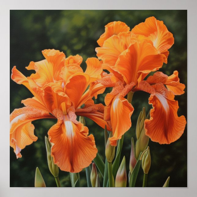 Orange Irises Flower Art Print Poster (Front)
