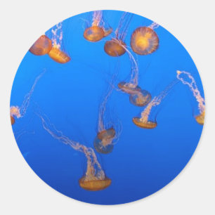 Orange Jellyfish Classic Round Sticker