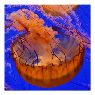 Orange Jellyfish Glossy Poster Ocean Wall Art
