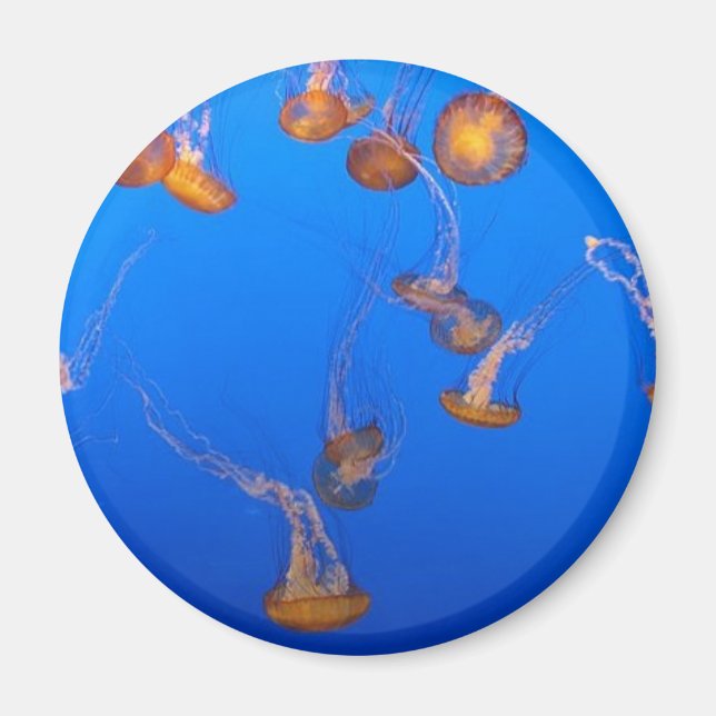 Orange Jellyfish Magnet (Front)