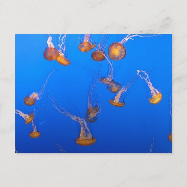 Orange Jellyfish Postcard (Front)