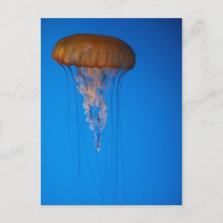 Orange Jellyfish Postcard