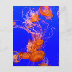 Orange Jellyfish Postcard   Blue Sea Life Art