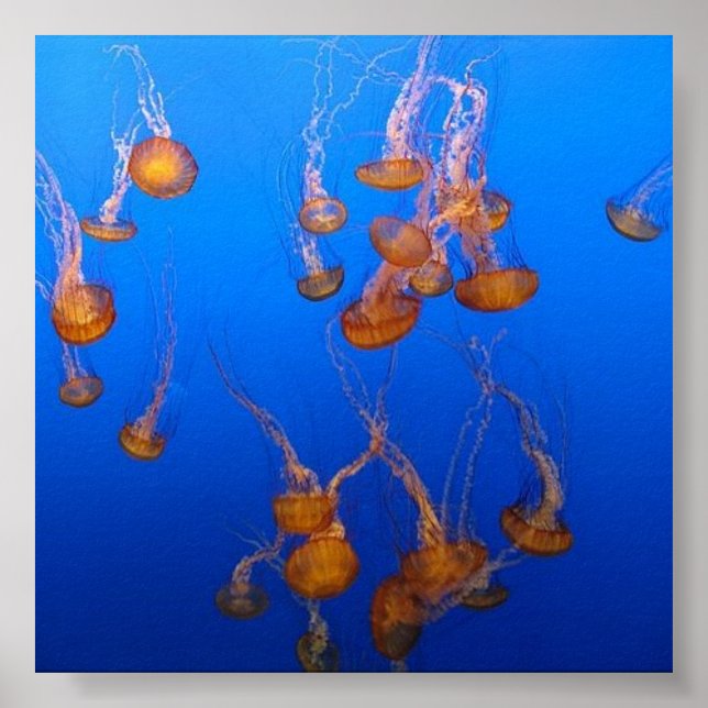 Orange Jellyfish Poster (Front)
