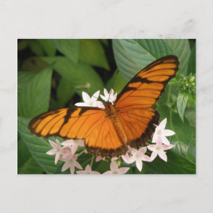 Orange Julia Butterfly Postcard