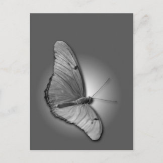 Orange Julia Postcard