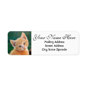 Orange Kitten Return Address Label