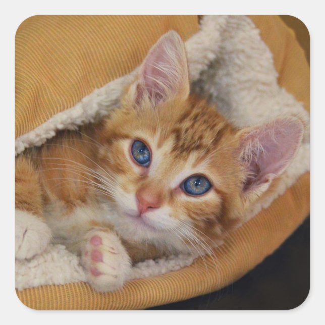 Orange Kitten Tucked Into Bed Square Sticker (Front)