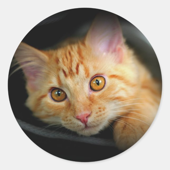 Orange kitty Sticker (Front)