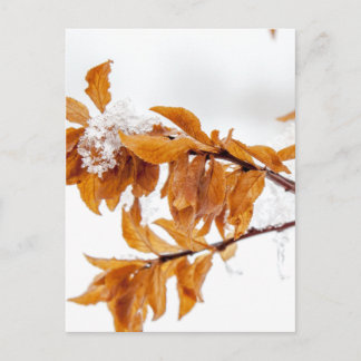 Orange Leafs in Winter Postcard