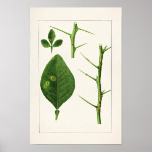 Orange Leaves (Poncirus Trifoliata) Painting Poster