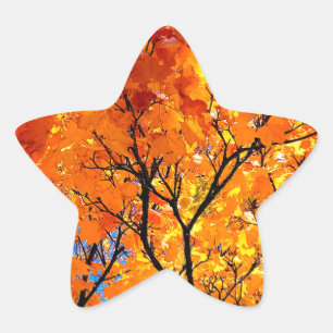 Orange leaves star sticker