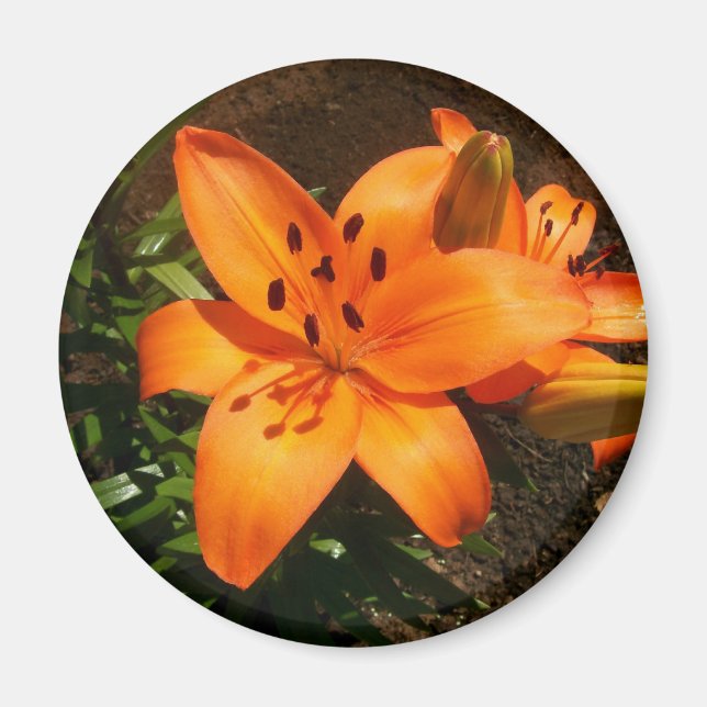 Orange Lilies Magnet (Front)