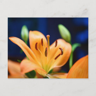 Orange Lilly Flower Blossom Postcard