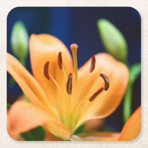 Orange Lilly Flower Blossom Square Paper Coaster