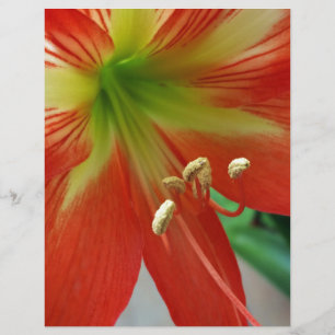 orange lily