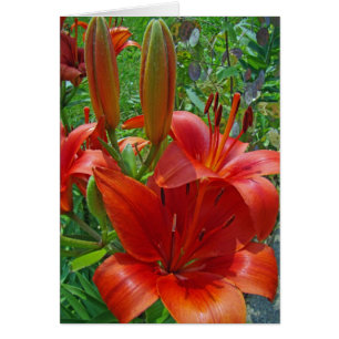 Orange Lily Blossoms