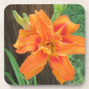 Orange Lily Coaster