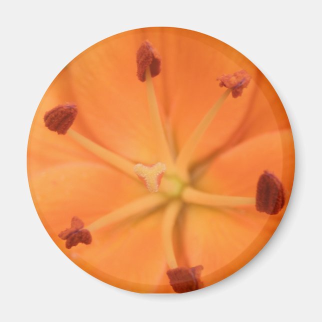 Orange Lily Floral Magnet (Front)