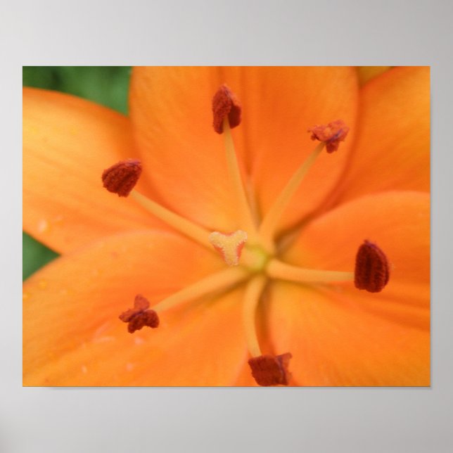 Orange Lily Floral Print (Front)