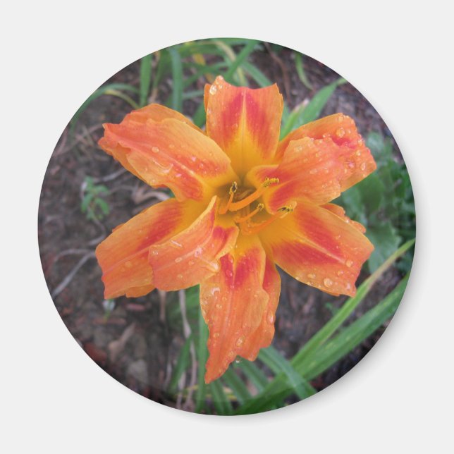 ORANGE LILY FLOWERED MAGNET (Front)