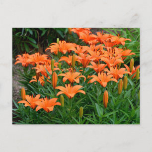 Orange Lily Flowers Postcard
