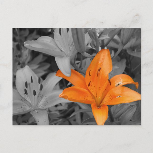 Orange Lily Hand-Coloured Postcard (Front)