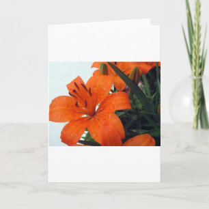 Orange LIly Holiday Card