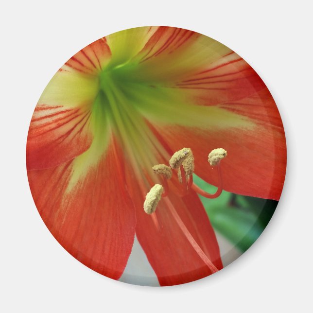 orange lily magnet (Front)