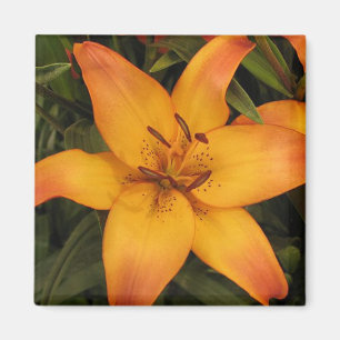 Orange Lily Magnet