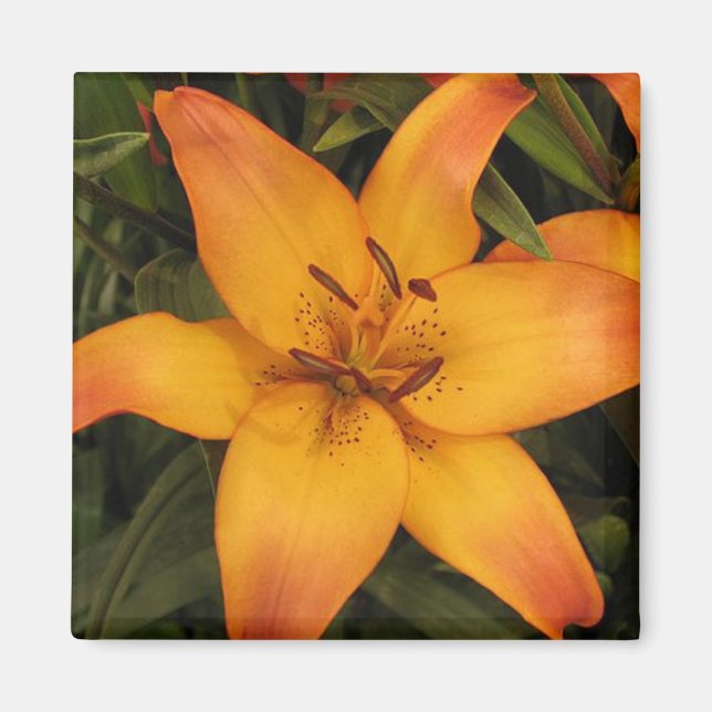 Orange Lily Magnet (Front)
