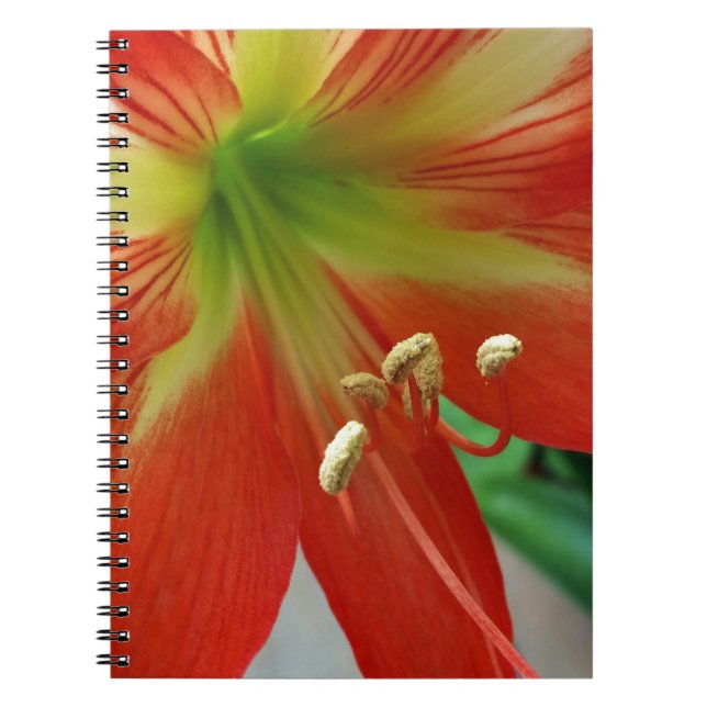 orange lily notebook (Front)