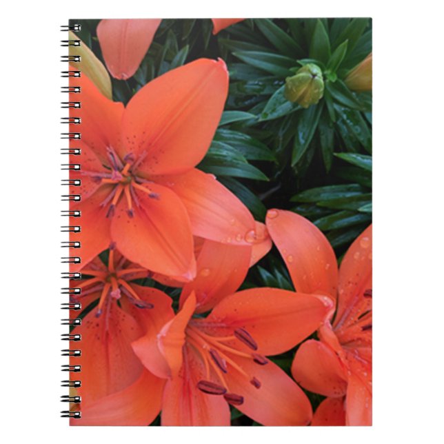 Orange Lily Notebook (Front)