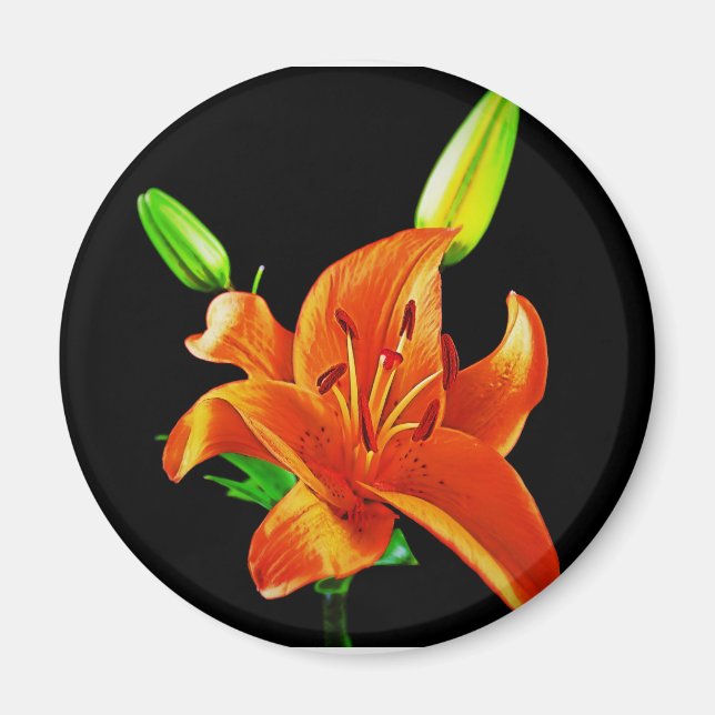 Orange Lily On Black Magnet (Front)