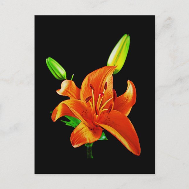 Orange Lily On Black Postcard (Front)