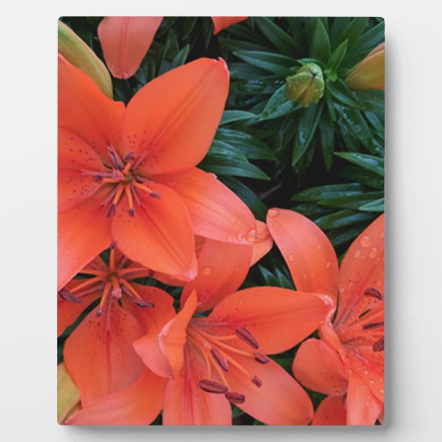 Orange Lily Plaque (Front)