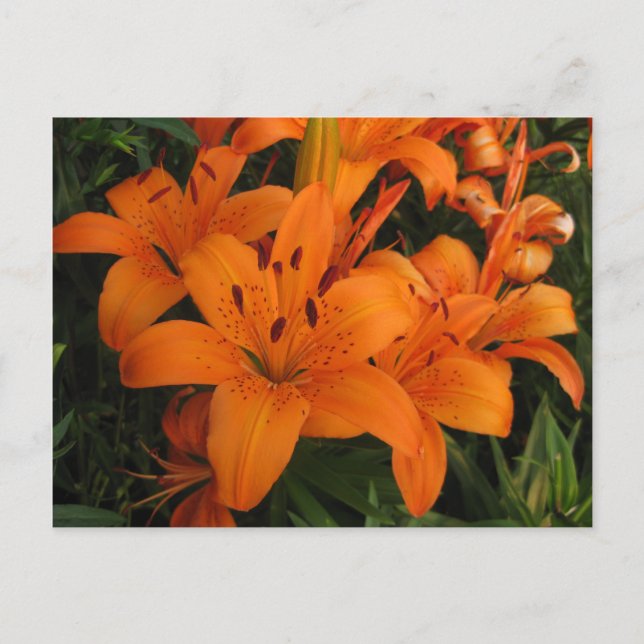 Orange Lily Postcard (Front)