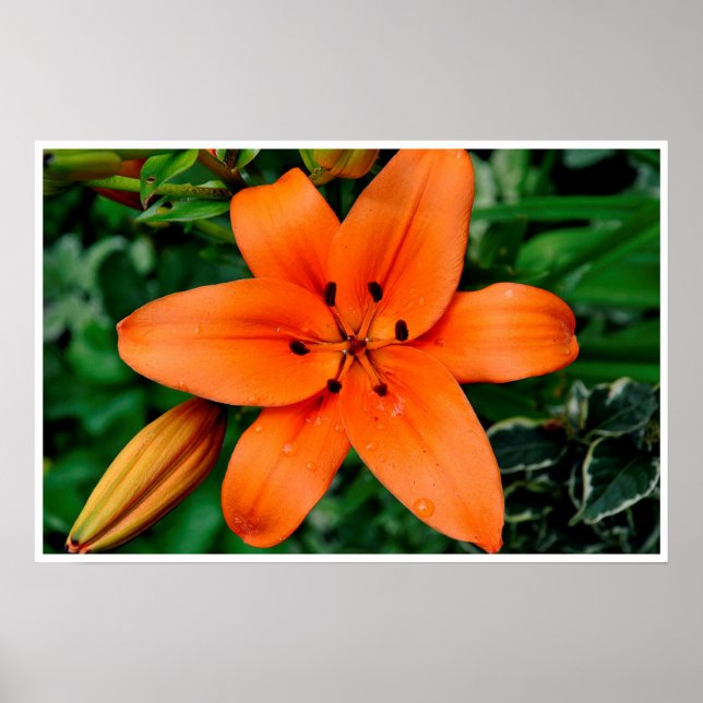 Orange Lily Poster (Front)