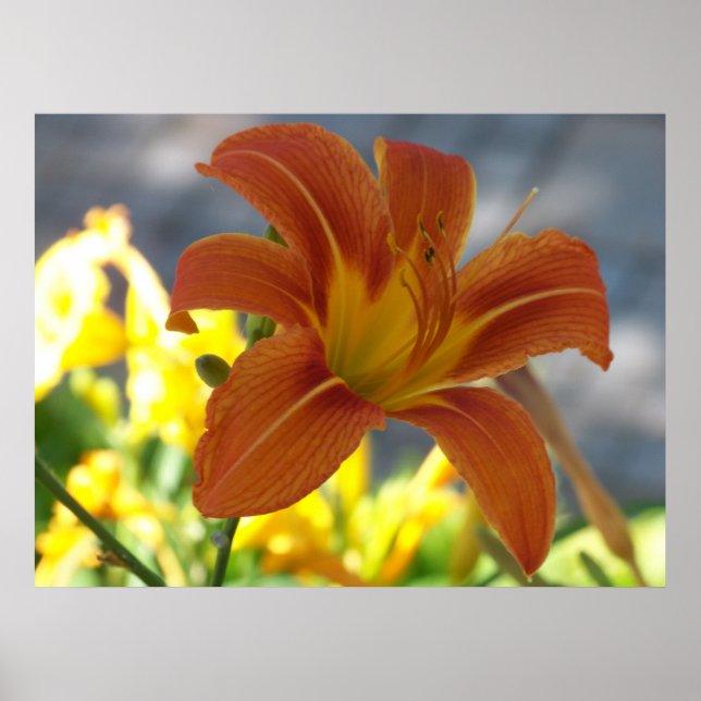 Orange Lily Poster (Front)