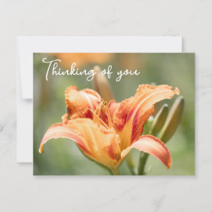 Orange Lily Thinking Of You Postcard