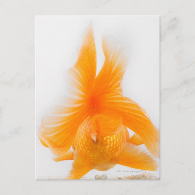Orange lionhead goldfish (Carassius auratus) 2 Postcard (Front)