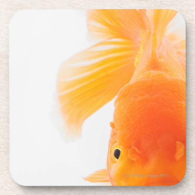 Orange lionhead goldfish (Carassius auratus) Coaster (Front)