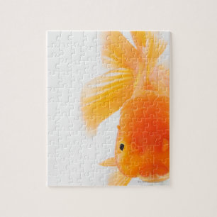 Orange lionhead goldfish (Carassius auratus) Jigsaw Puzzle