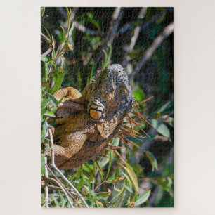 Orange Lizard, Belise Iguana Jigsaw Puzzle